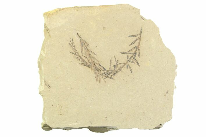 Shale With Dawn Redwood (Metasequoia) Fossils - Montana #356479